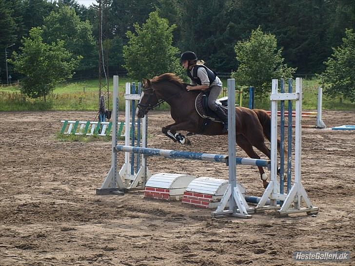 New Forest Sherry billede 20