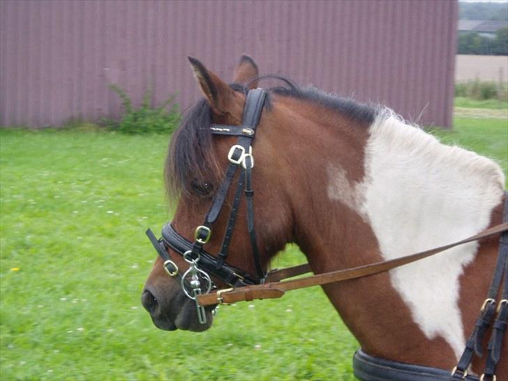 Pinto Flødekjærgårds Frøya PIN  billede 1