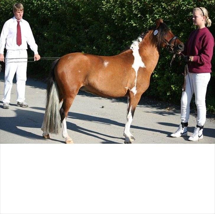 Pinto Flødekjærgårds Frøya PIN  billede 4