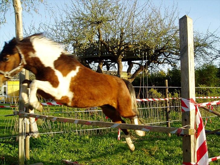 Pinto Flødekjærgårds Frøya PIN  billede 5