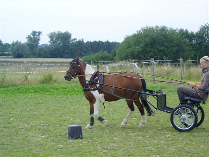 Pinto Flødekjærgårds Frøya PIN  billede 6