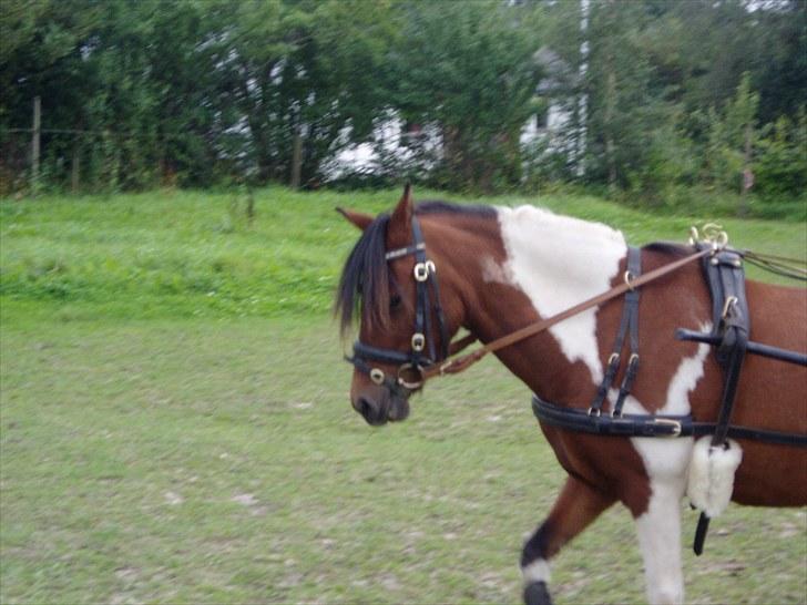 Pinto Flødekjærgårds Frøya PIN  billede 7