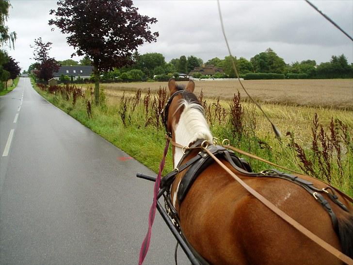 Pinto Flødekjærgårds Frøya PIN  billede 8