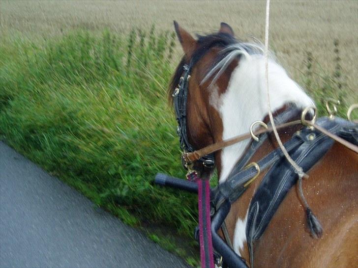 Pinto Flødekjærgårds Frøya PIN  billede 9