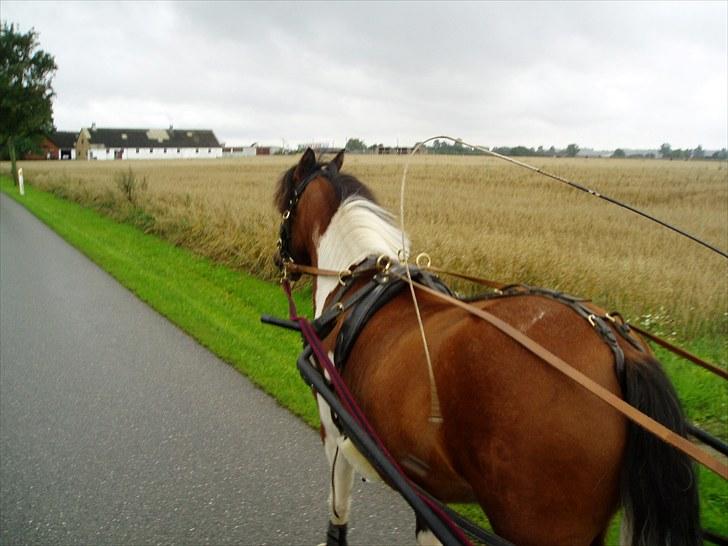 Pinto Flødekjærgårds Frøya PIN  billede 10