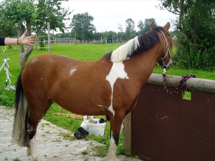 Pinto Flødekjærgårds Frøya PIN  billede 11