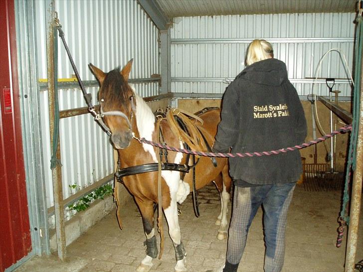 Pinto Flødekjærgårds Frøya PIN  billede 12