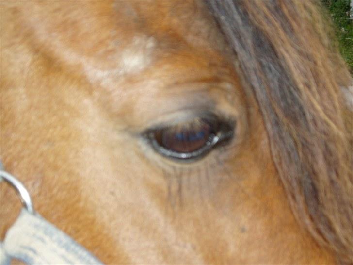 Pinto Flødekjærgårds Frøya PIN  billede 13