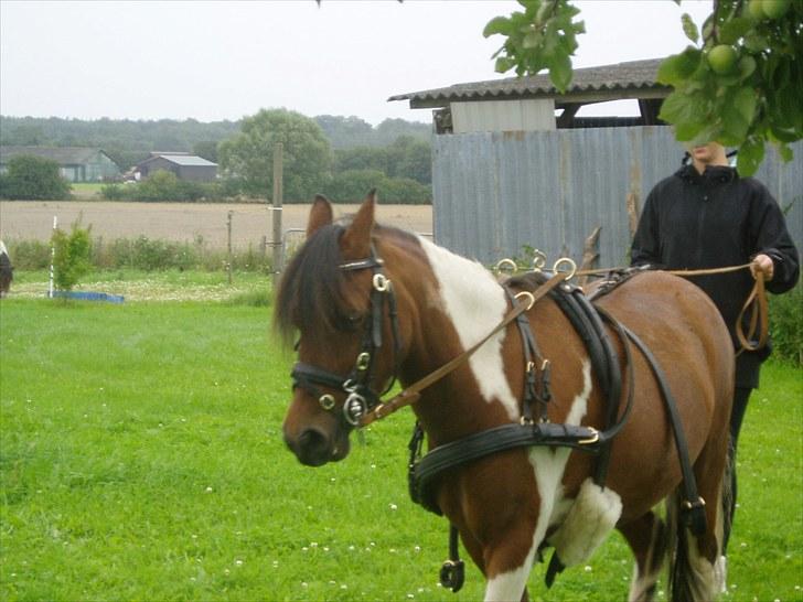 Pinto Flødekjærgårds Frøya PIN  billede 14