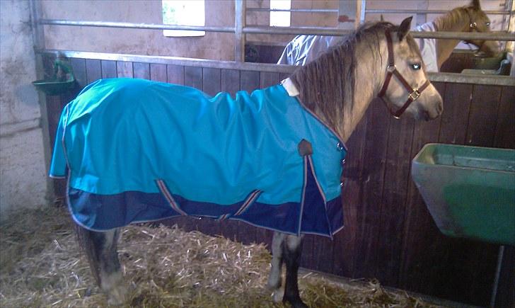 Welsh Pony (sec B) Bangs Tempo *SOLGT* - Tempo med hans nye dækken (: (d. 24/8-2010) billede 13