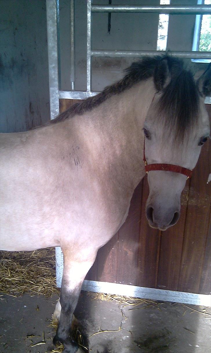 Welsh Pony (sec B) Bangs Tempo *SOLGT* - Tempo den lige har fået klippet manen :b (d. 26/8-2010) billede 14