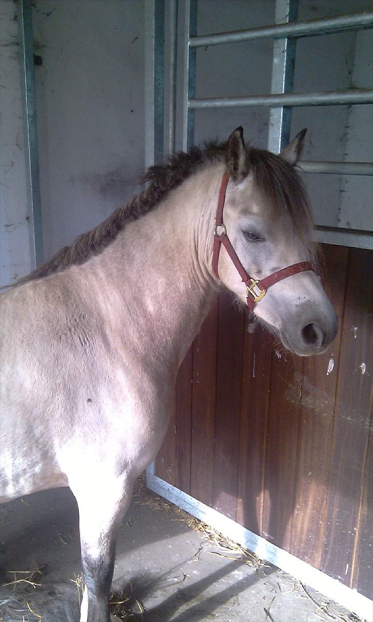 Welsh Pony (sec B) Bangs Tempo *SOLGT* - Tempo den lige har fået klippet manen :b (d. 26/8-2010) billede 15