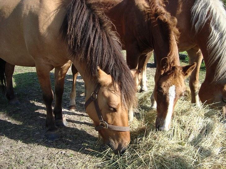 Anden særlig race Blue Balloo billede 7