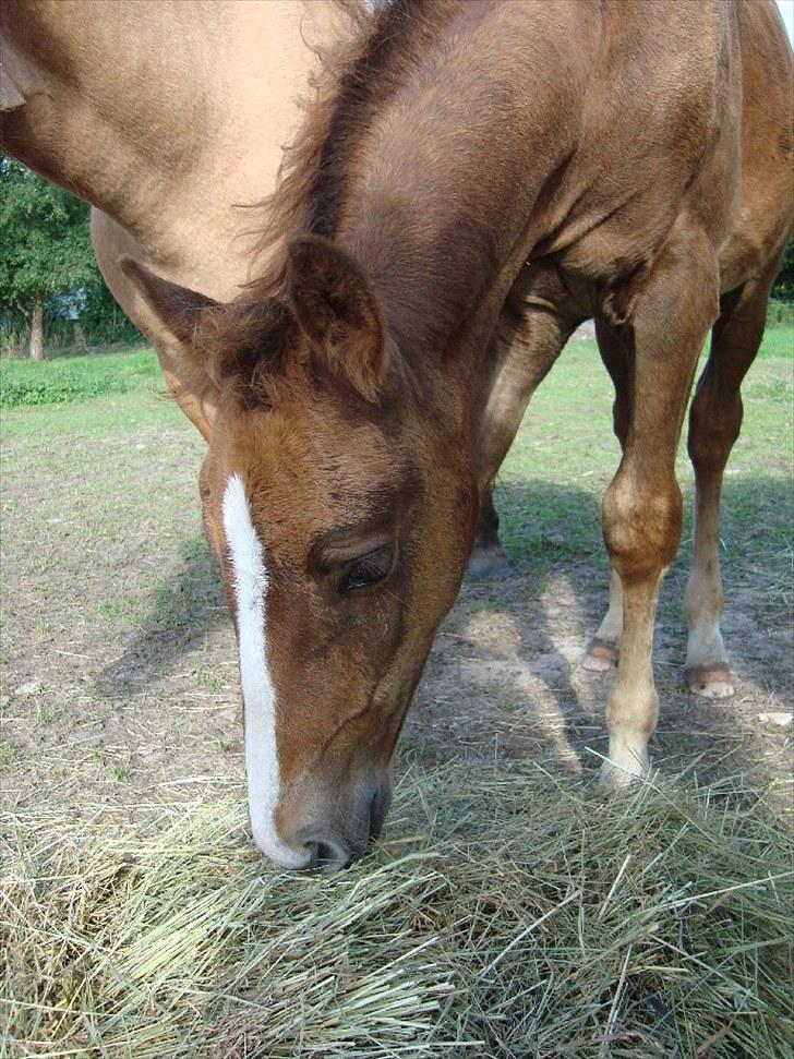 Anden særlig race Blue Balloo billede 8