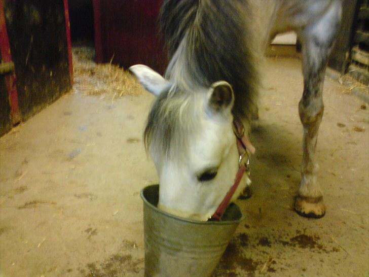 Hollandsk Sportspony Blue moon - slupre, slupre! ;D Foto: Sif 2009 billede 2