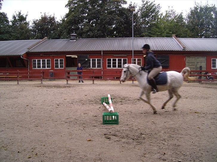 Hollandsk Sportspony Blue moon - Jaii!!<3<3 Foto: Charlotte 2010 billede 3