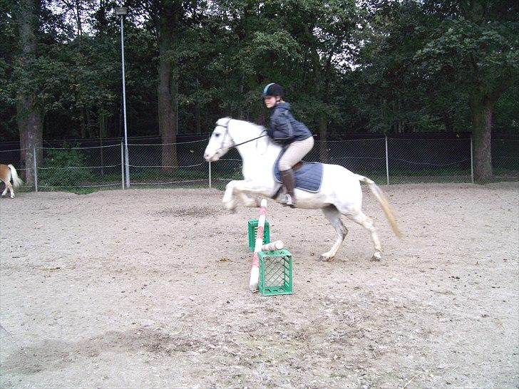 Hollandsk Sportspony Blue moon - Vi skal da oss lige strække os over et lille spring:P Foto: Charlotte 2010 billede 4