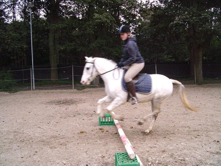 Hollandsk Sportspony Blue moon - Det var da ikk så slemt? Foto: Charlotte 2010 billede 7