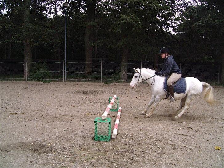 Hollandsk Sportspony Blue moon - Neii! Jeg tør aså ikk!
- Min lille baby bliver bange for springet, igen... haha:d<3<3 Foto: Charlotte 2010 billede 8