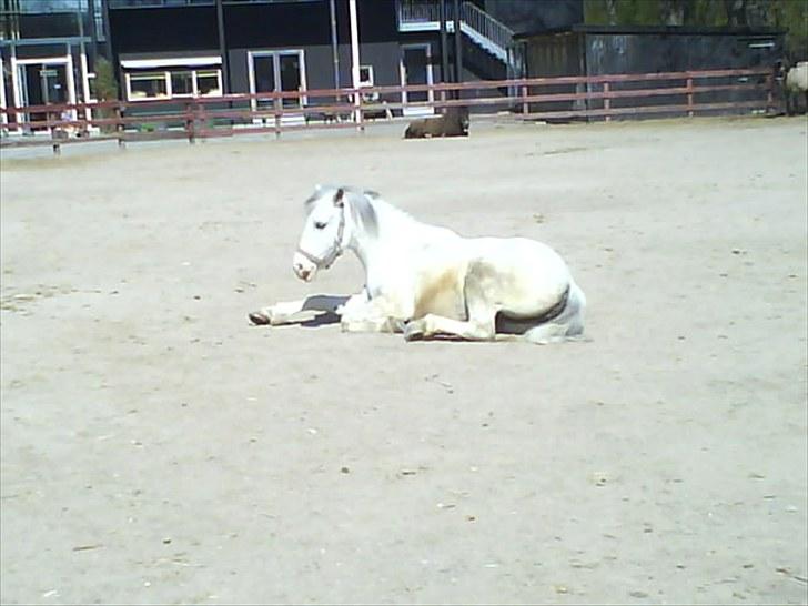 Hollandsk Sportspony Blue moon - Der skal da oss være tid til at ligge og dase i solen!;D Foto: Mig 2010 billede 5