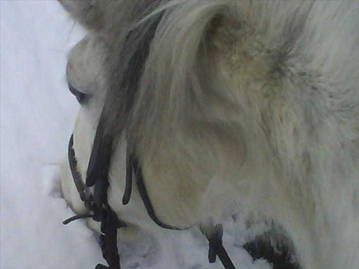 Hollandsk Sportspony Blue moon - Uh, sne! Man skal da lige ptte hele mulen ned i snen, imens de andre får renset hove;P<3 Foto: Mig 2009 billede 6