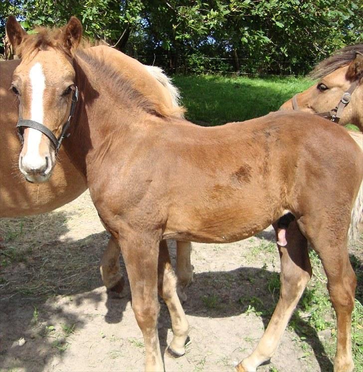 Anden særlig race Blue Balloo billede 9
