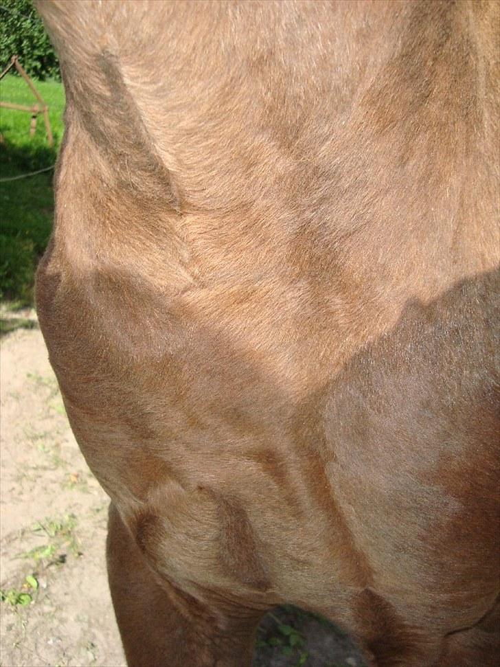 Anden særlig race Blue Balloo billede 10