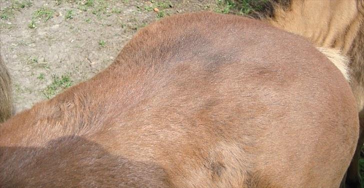 Anden særlig race Blue Balloo billede 11