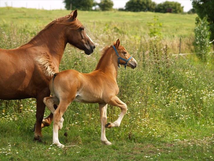 Welsh Cob (sec D) Harvest Magic Rain - rigtig cob gang ! billede 15