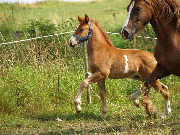 Welsh Cob (sec D) Harvest Magic Rain - smuk mor smukt føl billede 16