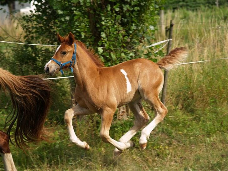 Welsh Cob (sec D) Harvest Magic Rain - foto: Zanne jedig billede 17