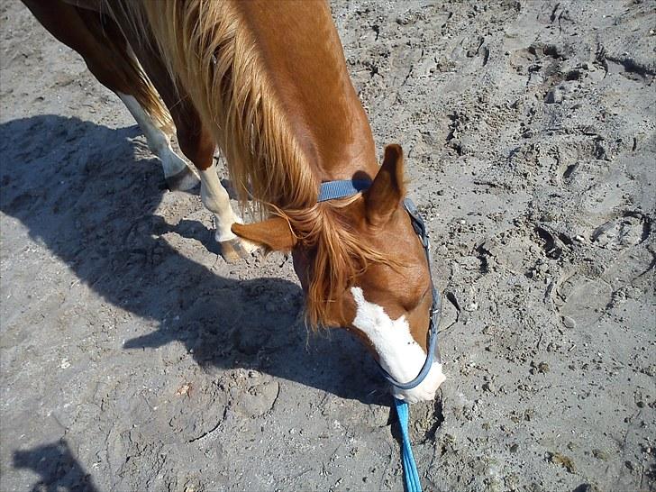 DSP Kaktus (Kake/Kaka) Gl. part - Velkommen til Kake´s Profil :´) Første ordenlige billede jeg fik af ham :´) billede 1