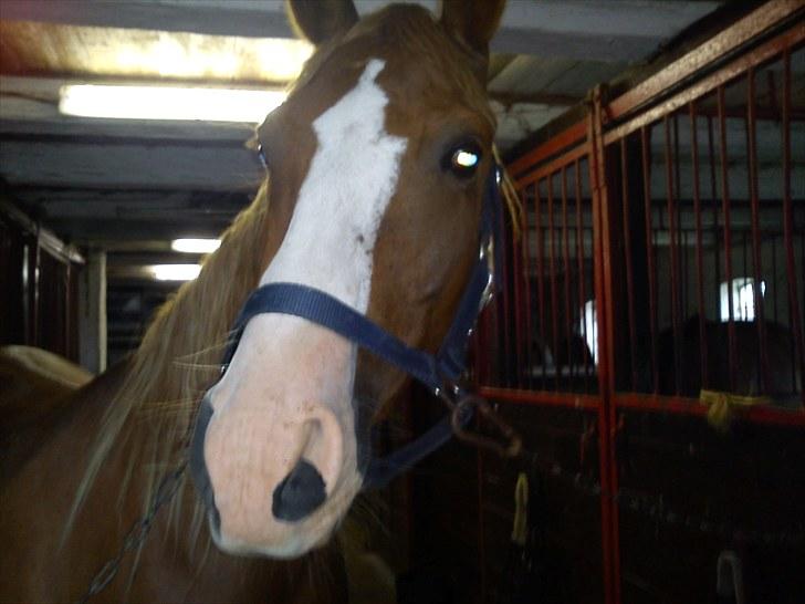 DSP Kaktus (Kake/Kaka) Gl. part - Inde i stalden :´) billede 2