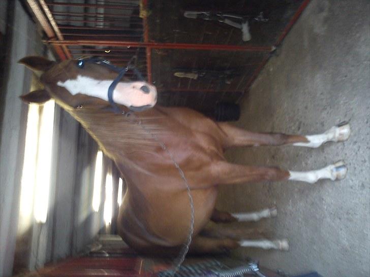 DSP Kaktus (Kake/Kaka) Gl. part - Inde i stalden billede 3