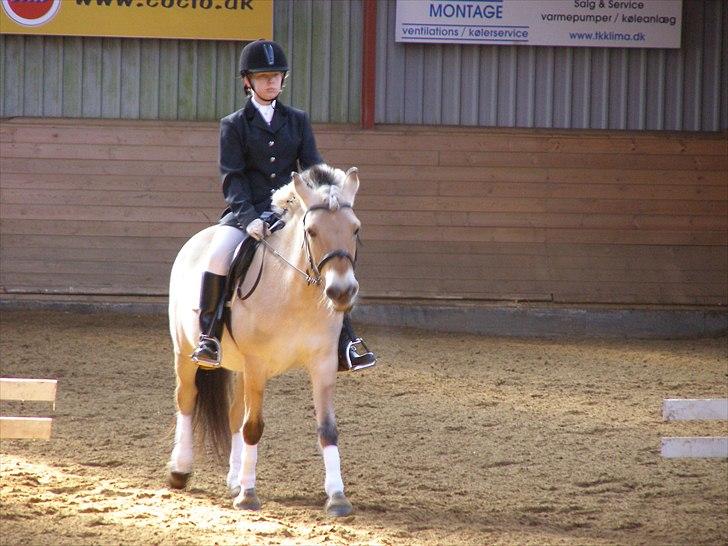 Anden særlig race Lucky<3 - Ned af midterlinjen(; til stævne. 1. og 2. plads I <3 U billede 14