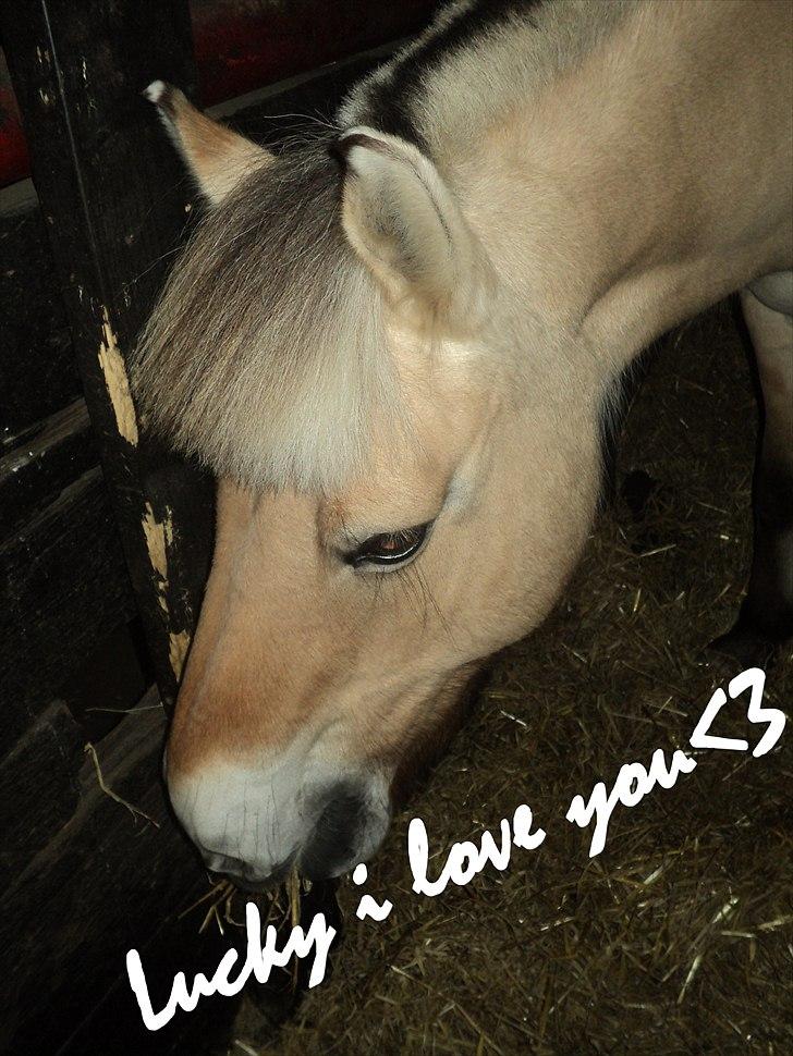 Anden særlig race Lucky<3 - sikke fin hun er :D billede 16