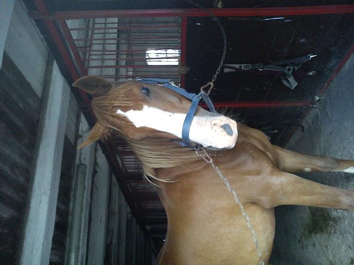 DSP Kaktus (Kake/Kaka) Gl. part - Inde i stalden :´) billede 4