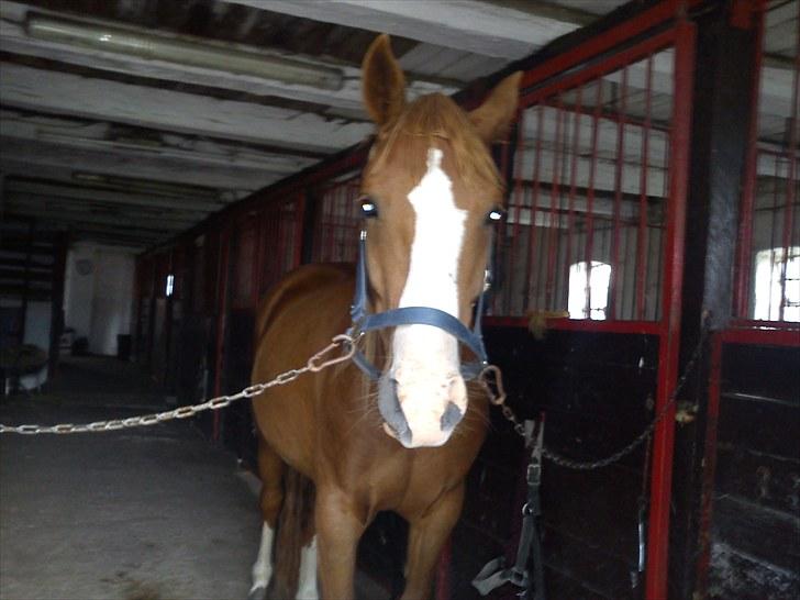 DSP Kaktus (Kake/Kaka) Gl. part - Inde i stalden billede 5