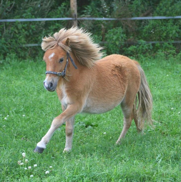 Shetlænder Aastrupgaards August - Er vild med det her billed af ham  Fotograf: Anne Møldrup billede 15