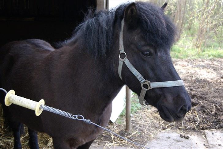 Islænder Eistla skuld nord billede 8