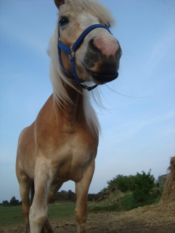 Haflinger Morgan - 6. maj, 2011 billede 8