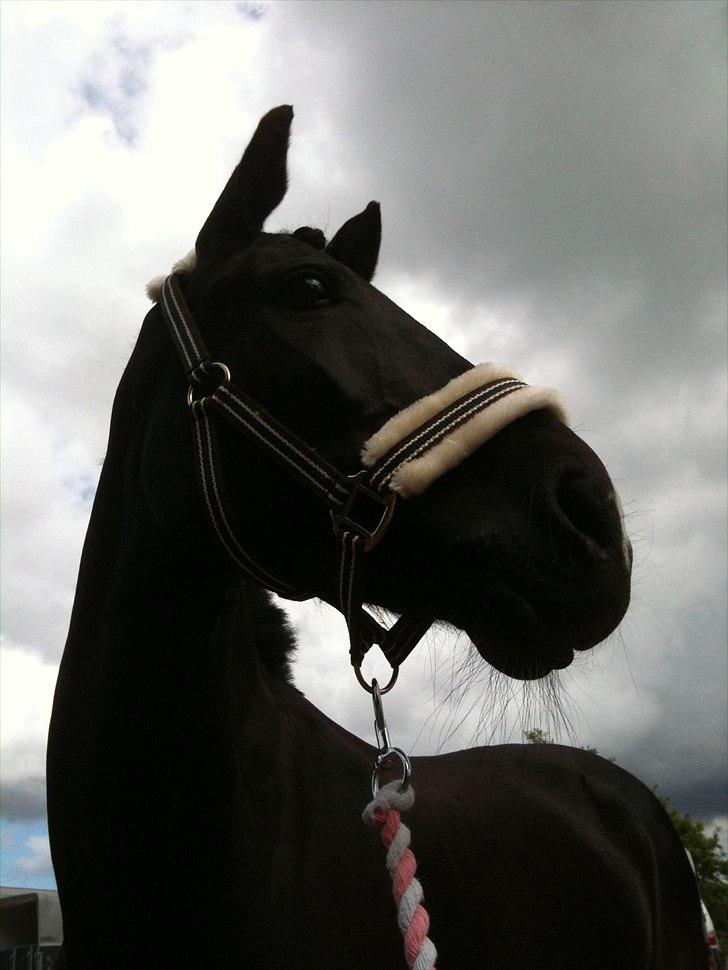 Hollandsk Sportspony Lady Black - Velkommen til Lady Blacks profil, smid gerne en kommentar på vejen | Til stævne på GBR | Foto: Trine Blevad billede 1