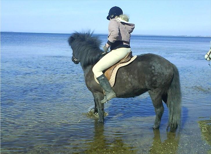 Islænder Eistla skuld nord billede 9