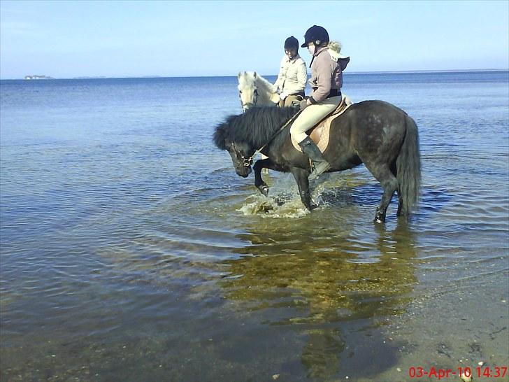 Islænder Eistla skuld nord billede 10