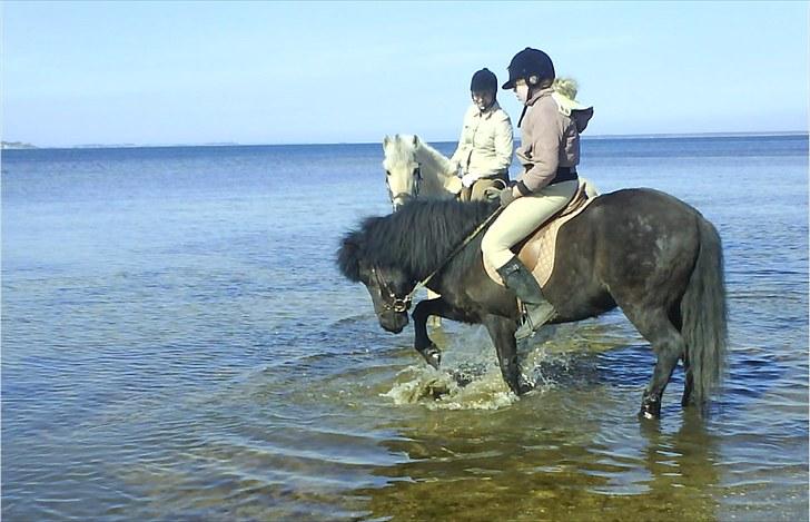 Islænder Eistla skuld nord billede 11