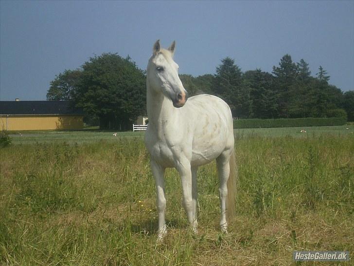 Anden særlig race † Sirbastian *soulmate* R.I.P † - smuk og stolt som han står <3 billede 8