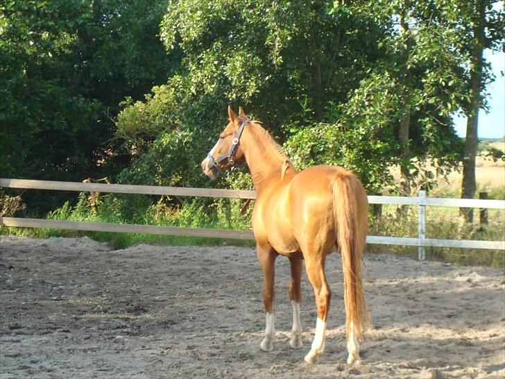 DSP Kaktus (Kake/Kaka) Gl. part - Kake på banen :´) billede 6