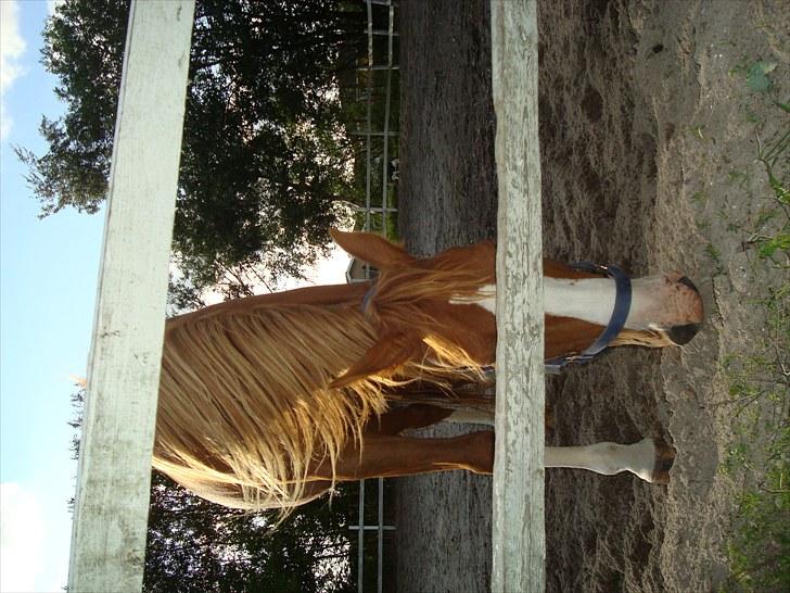 DSP Kaktus (Kake/Kaka) Gl. part - Kake drengen på banen :´) billede 7