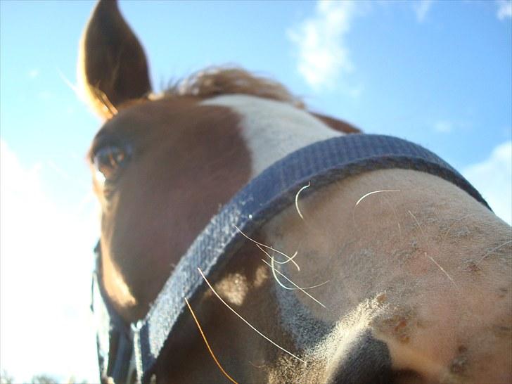 DSP Kaktus (Kake/Kaka) Gl. part - Kake på banen :´) billede 8