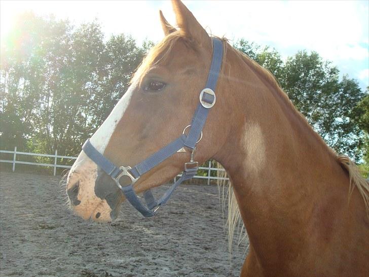 DSP Kaktus (Kake/Kaka) Gl. part - Kake på banen :´) Hvor man kan se hans kendetegn :´) billede 9